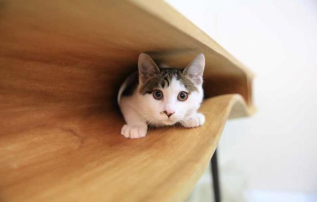 Стол с туннелями для кота