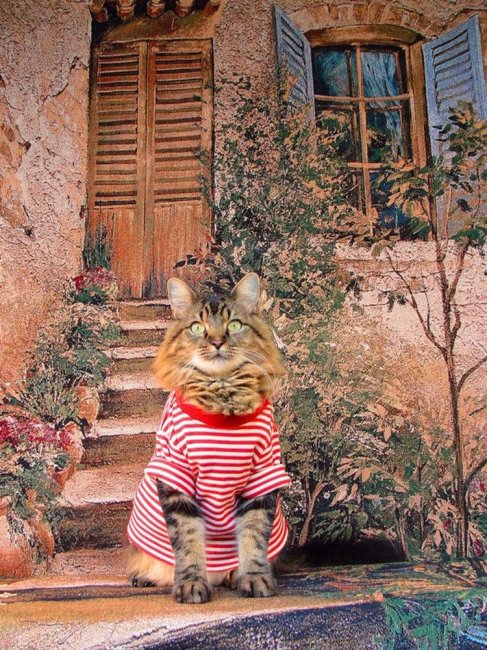 Кот-модель на фотографиях Джоан Бионди