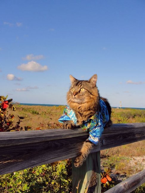 Кот-модель на фотографиях Джоан Бионди