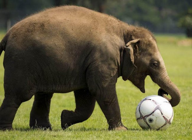 Как животные играют в футбол