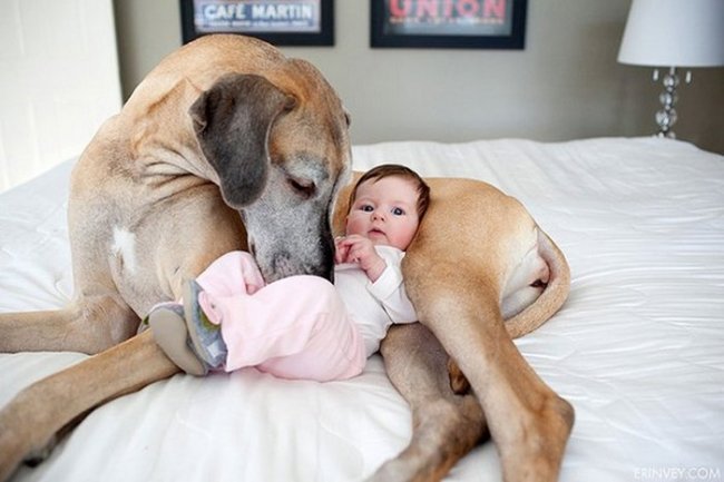 Большие собаки и дети
