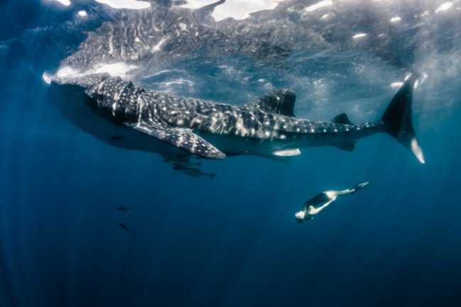 Модель плавает с китовыми акулами