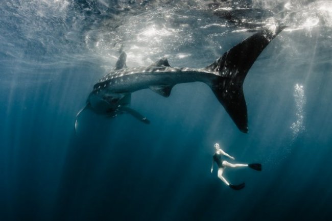 Модель плавает с китовыми акулами