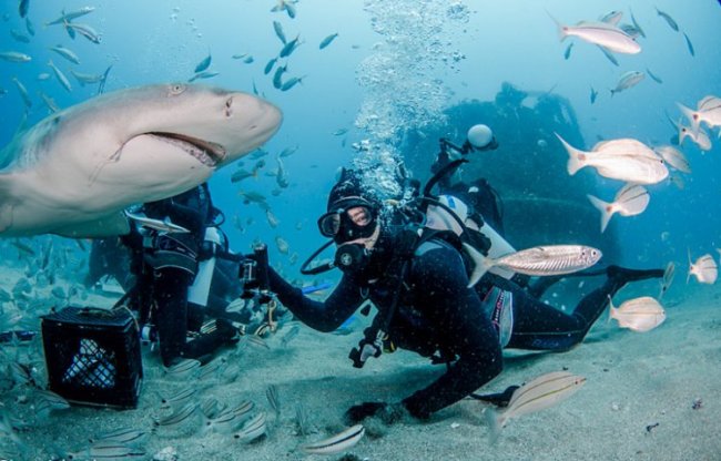 Дайвинг-туристы кормят с рук лимонную акулу