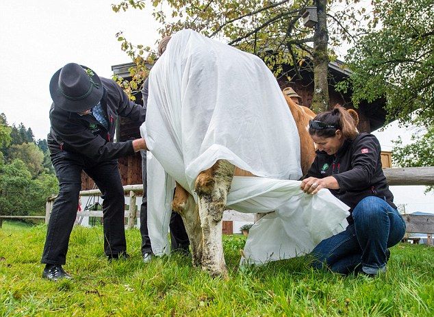 Коровы в подгузниках