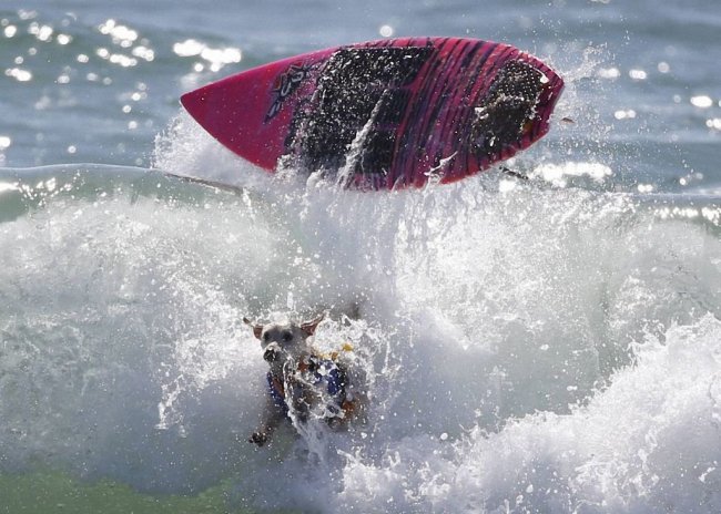 Как прошел самый необычный конкурс сёрфинга в Калифорнии
