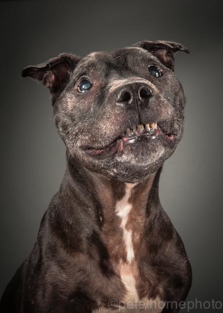 Фотограф из Канады снимает старых собак