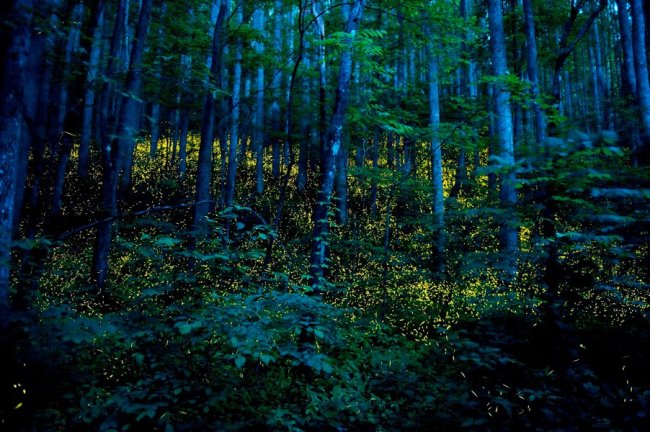 Удивительные уголки природы, которые светятся ночью