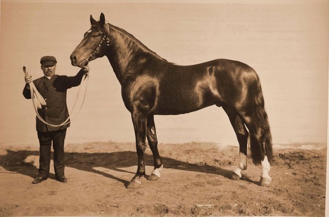 Выставка племенных лошадей в Москве 1896 года