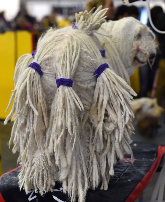 Выставка собак Westminster Kennel Club 2015