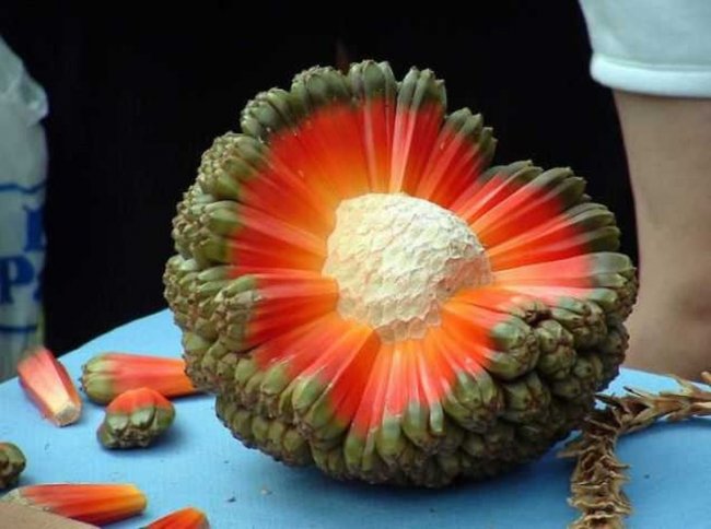 20 экзотических фруктов со всего света, о которых вы не слышали