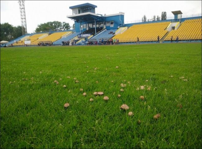 В Ужгороде на стадионе выросли грибы