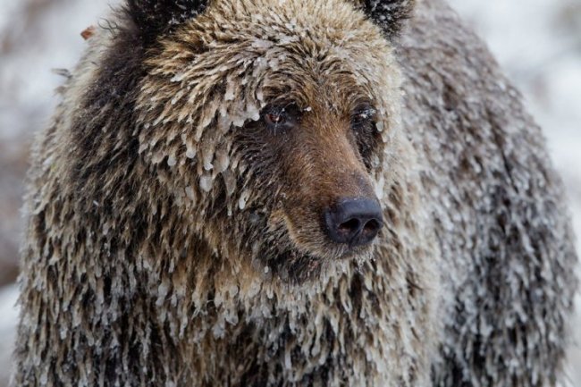 Жизнь медведей на снимках Пола Никлена