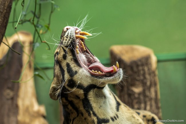 Маленький и грозный: дымчатый леопард