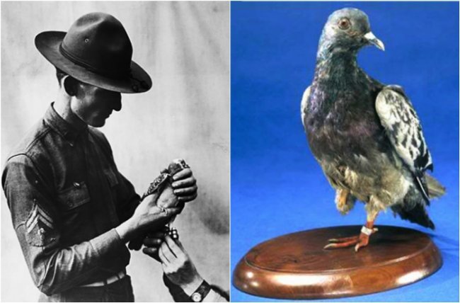 Шер Ами – почтовый голубь, который спас жизни 200 человек