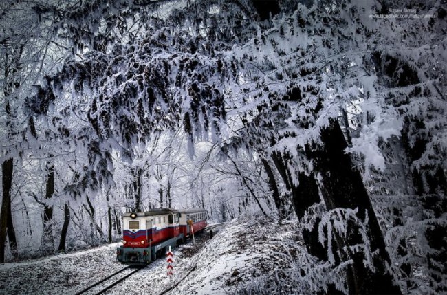 Зимний лес в сказочном убранстве