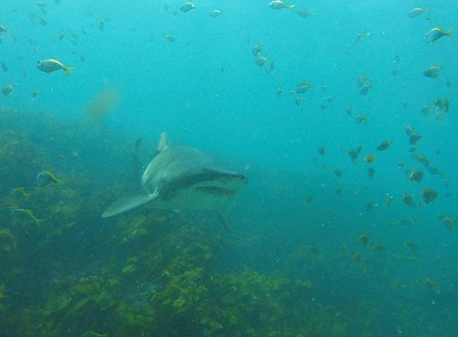 Любительница объятий: как акула уже 7 лет дружит с австралийским дайвером
