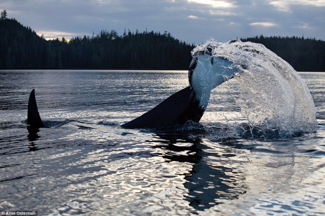 Жизнь на острове в окружении китов и медведей