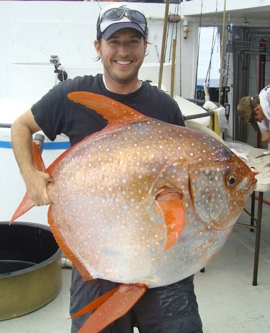 Рыбак выловил редкую опаху весом 40кг