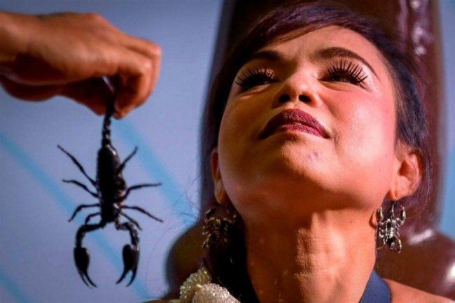Королева скорпионов из Таиланда