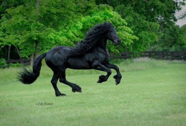 Фридрих Великий - самый красивый конь в мире