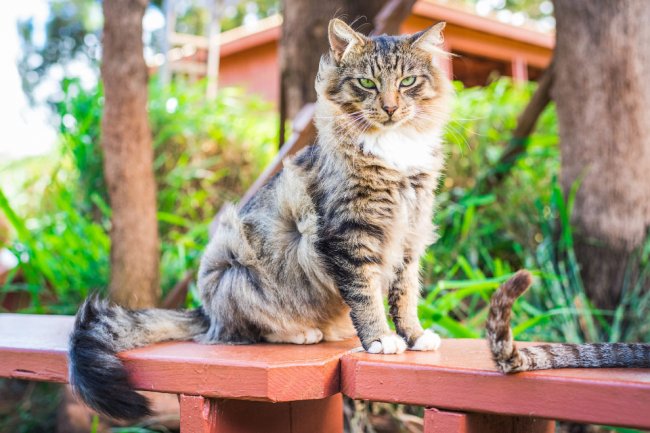 Кошачий рай на острове