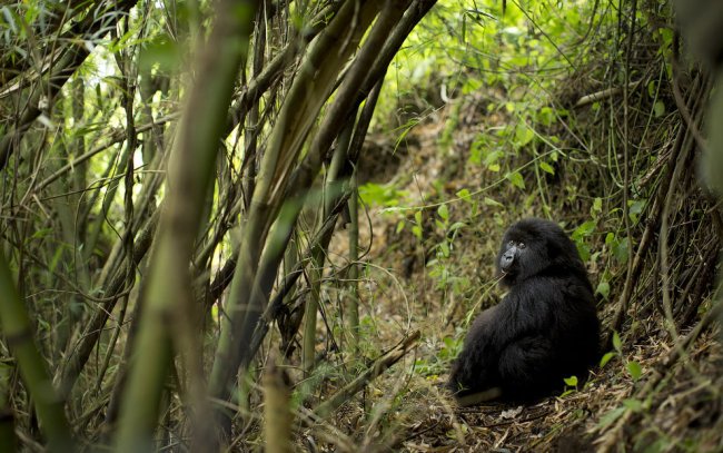 Горные гориллы: большие и вымирающие