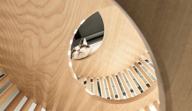 Домик для котов за полмиллиона рублей от японского дизайнера