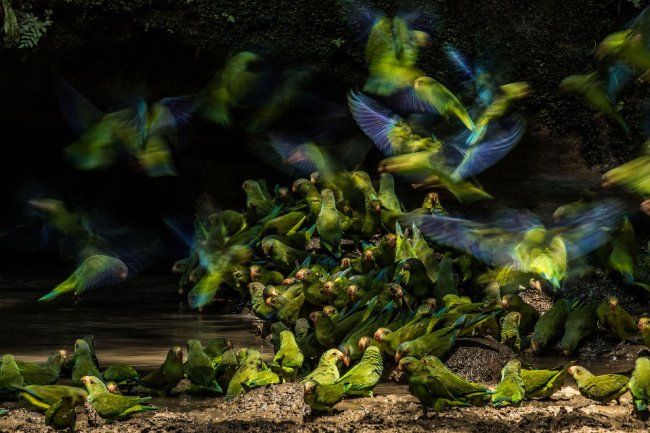 Птичий конкурс Audubon Photography Awards 2018