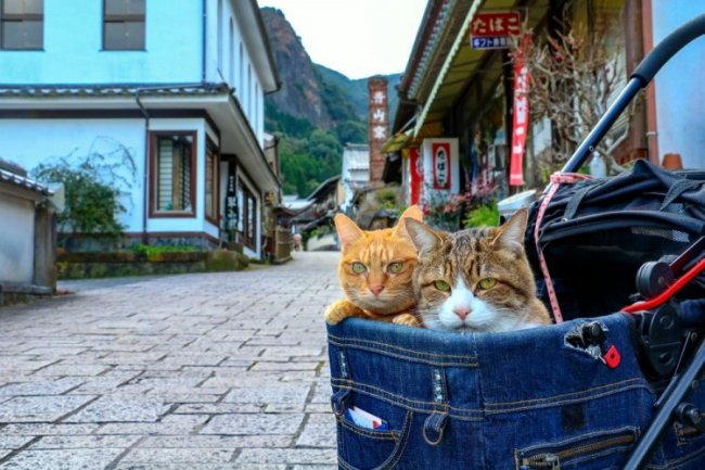 Кошки-путешественницы из Японии