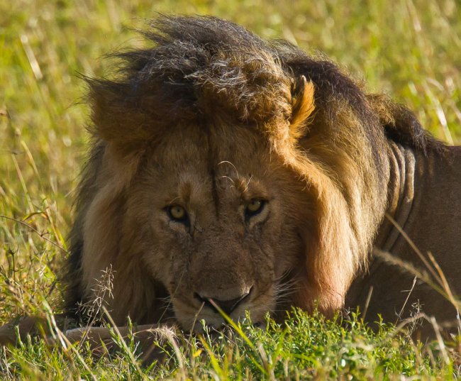 Африканские львы