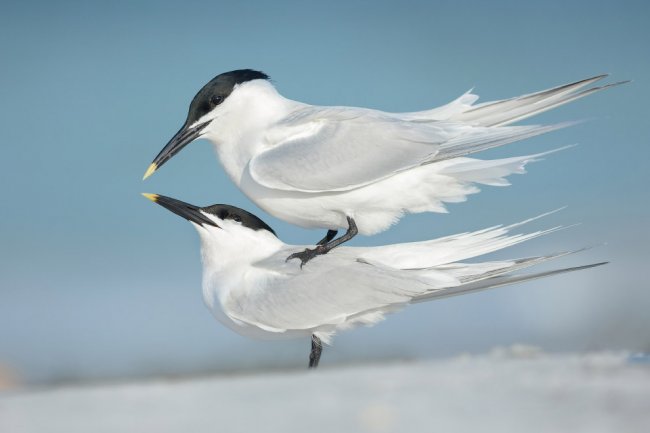Птичий конкурс UK 2018 Bird Photographer