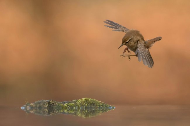 Птичий конкурс UK 2018 Bird Photographer