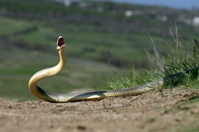 Как сфотографировать змею