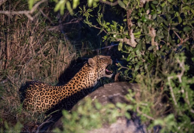 Из жизни леопардов