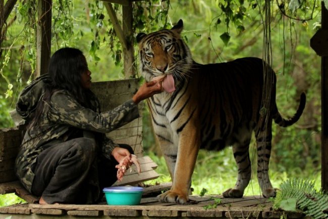 Индонезийская учительница 10 лет живет с тигрицей