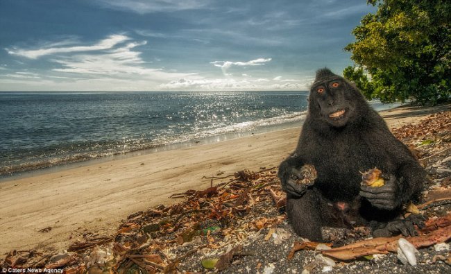 Позитивные обезьяны с острова Сулавеси