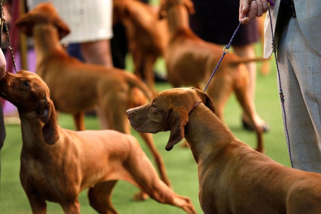 Выставка собак Westminster Kennel Club 2019
