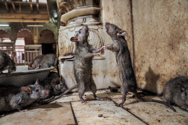 Крысы: главные жители наших городов