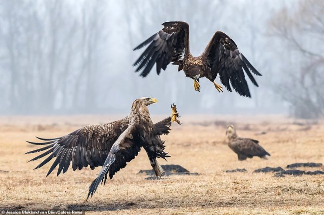 Воздушный бой: битва орлов