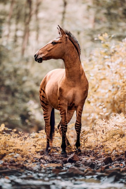 Зеброид или уникальная зебро-лошадь