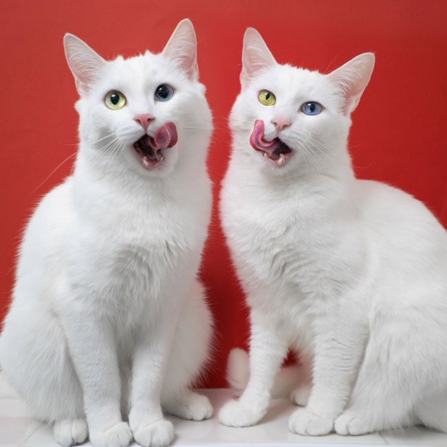 Белые кошки с разными глазами