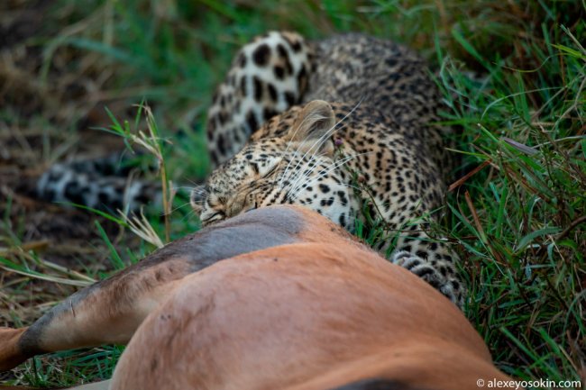Как охотится леопард