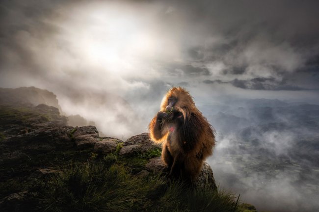 Победители европейского конкурса фотографий дикой природы 2019