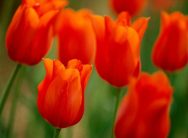Жизнь в цвете: оранжевый