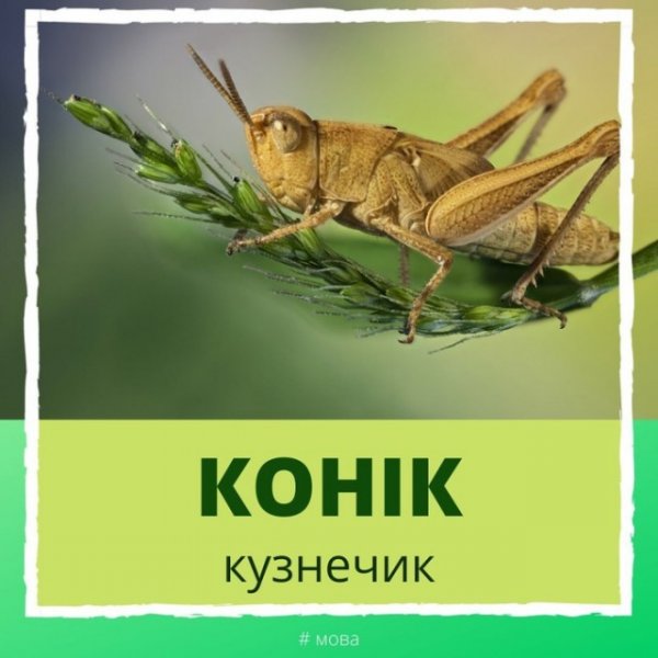 Очаровательный и забавный белорусский язык