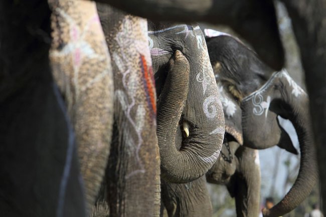 Слоны из Национального парка Читван в Непале