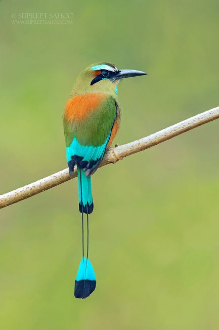 30 красивых животных, которых можно встретить в Коста-Рике