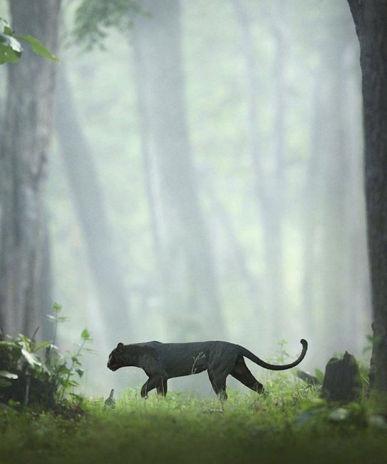 Потрясающие фотографии редкой черной пантеры