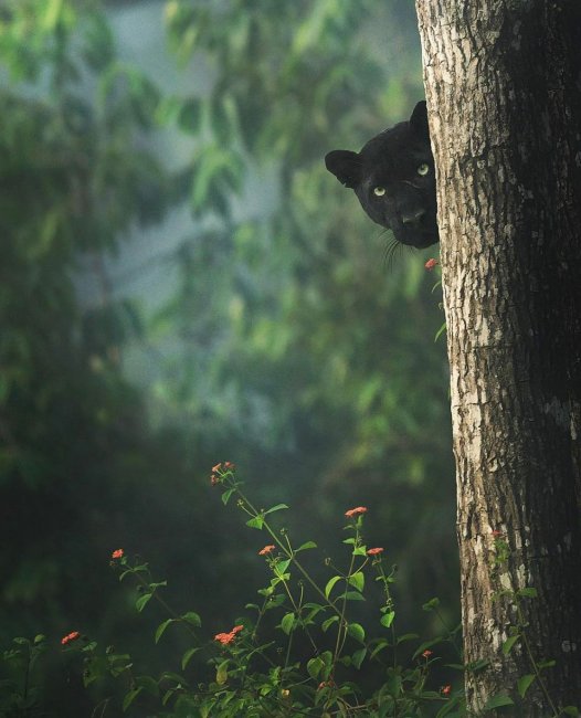 Потрясающие фотографии редкой черной пантеры